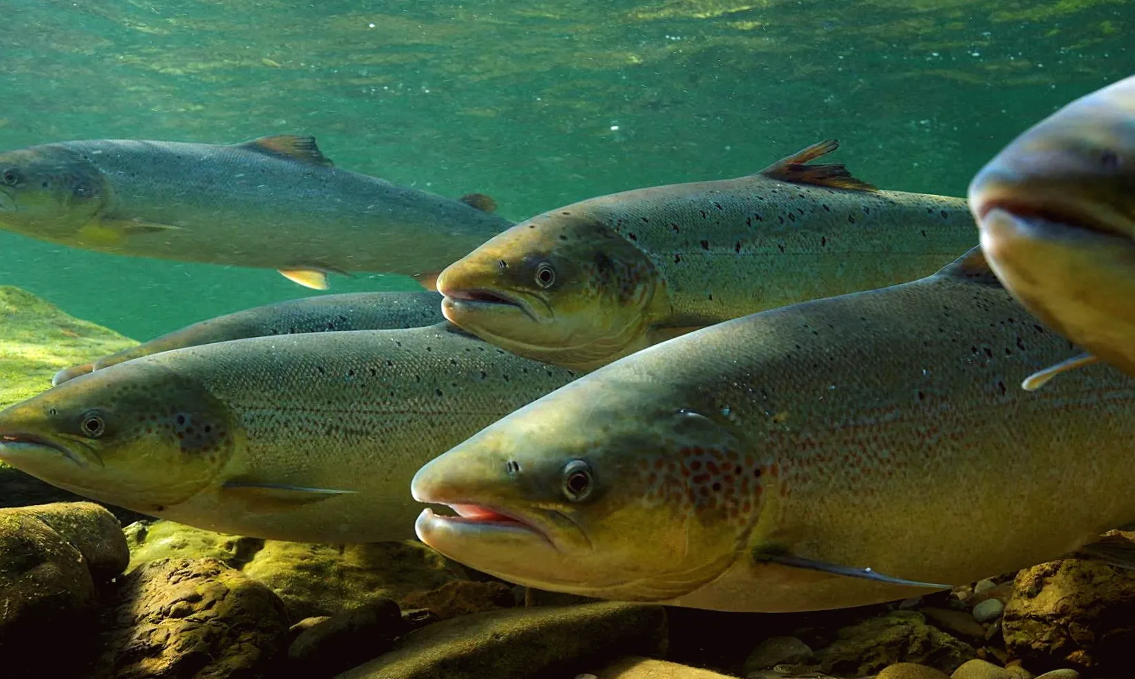 Salmon observed spawning following river restoration efforts