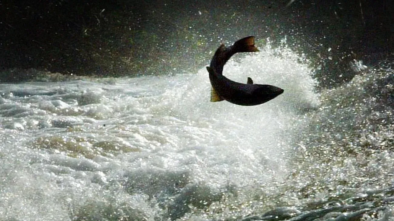 Decrease in salmon migration is 'disappointing'