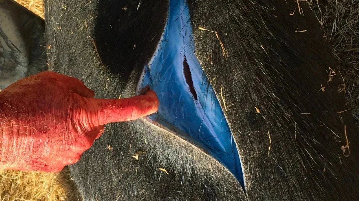 California Officials Issue Warnings as Wild Pigs Turn Bright Blue