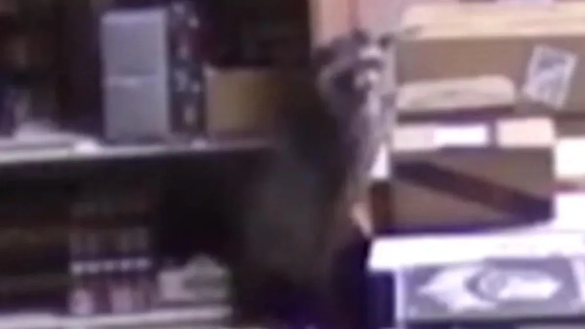 New footage of intoxicated raccoon found unconscious in Virginia liquor store