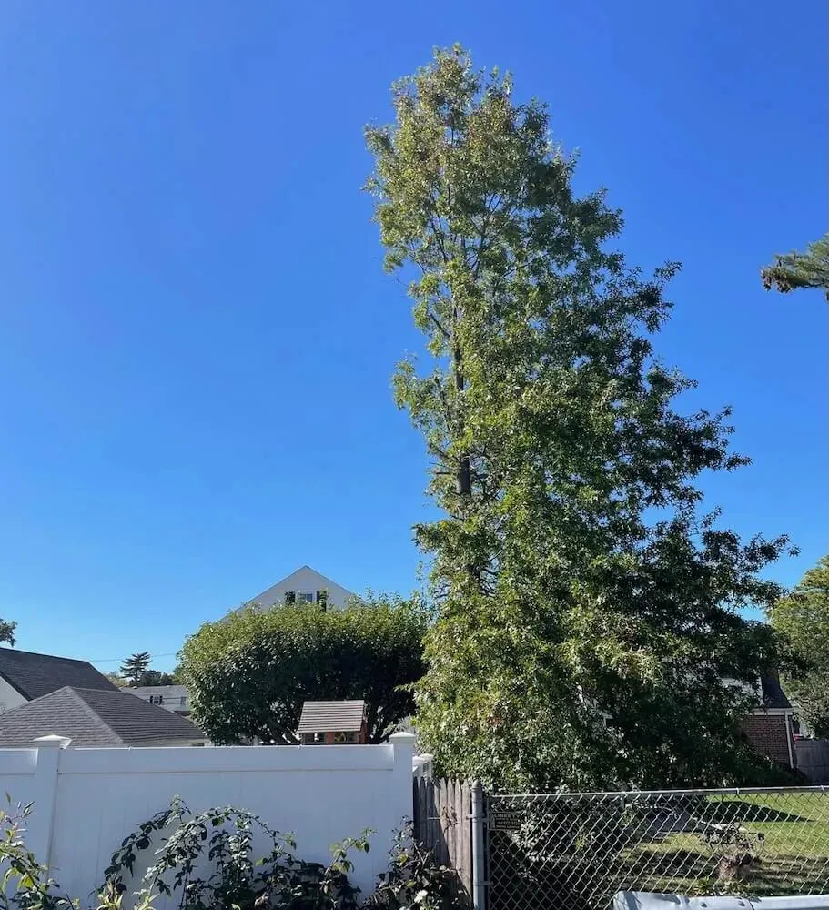 Neighbor's destructive actions shared by homeowner online cause outrage: 'Ridiculous'