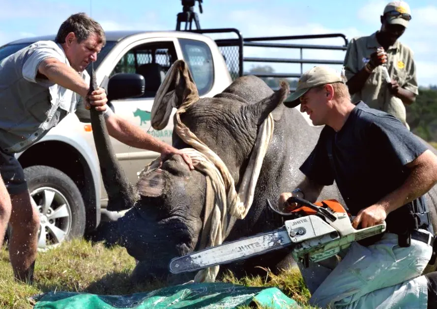 Namibia's attempt to lift ban on rhino horn trade fails
