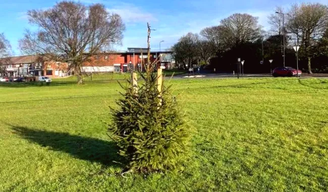 Confusion sparked by miniature Christmas tree
