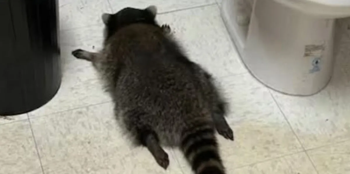 Intruder Breaks Into Liquor Store, Gets Drunk and Falls Asleep. And the Pictures Are Adorable.