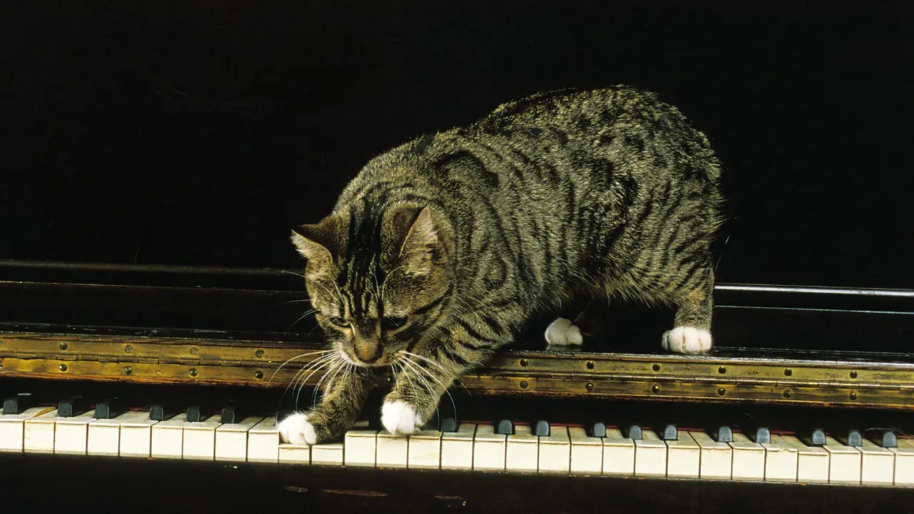 Labrador Retriever and Cat Showcase Impressive Piano Skills Together
