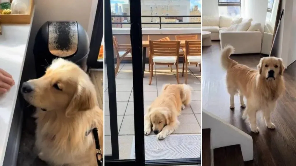 Video: A Glimpse into the Daily Routine of a Famous Dog