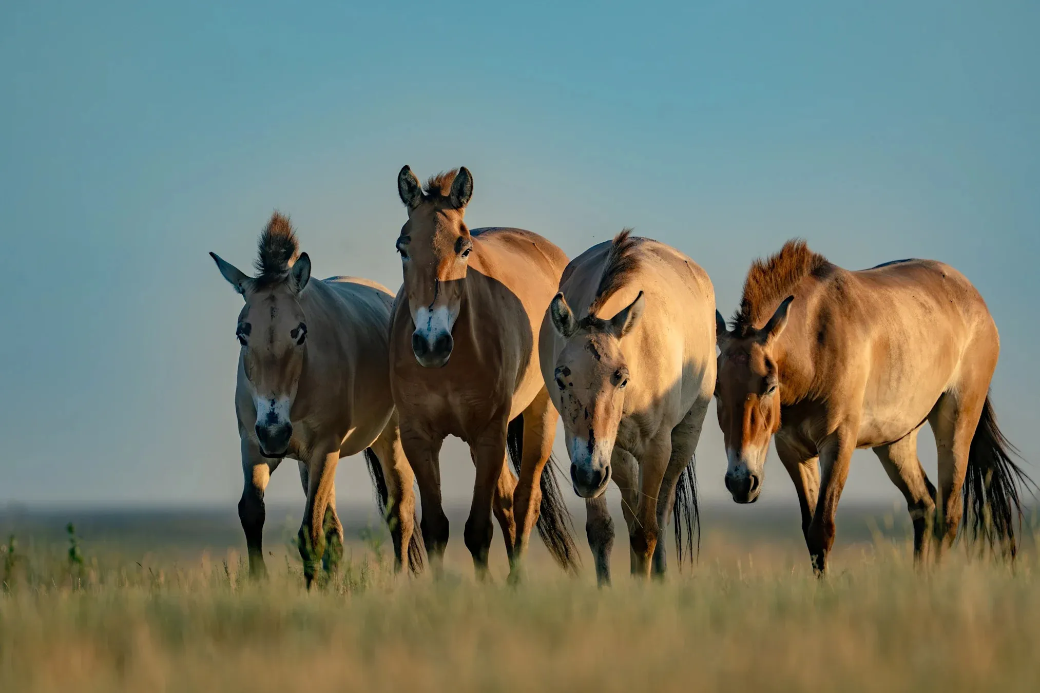 The astonishing return of the planet's final untamed equines