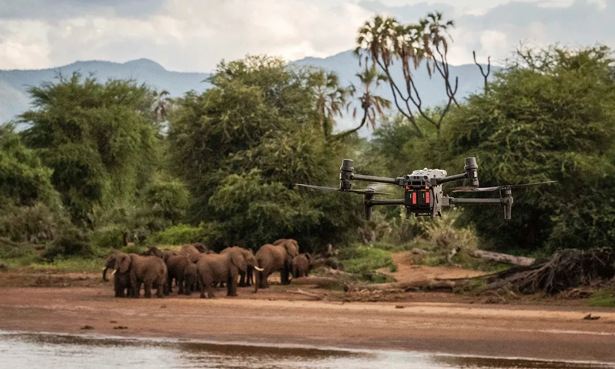 Elephants' Acceptance of Drones Could Help Conservation Efforts