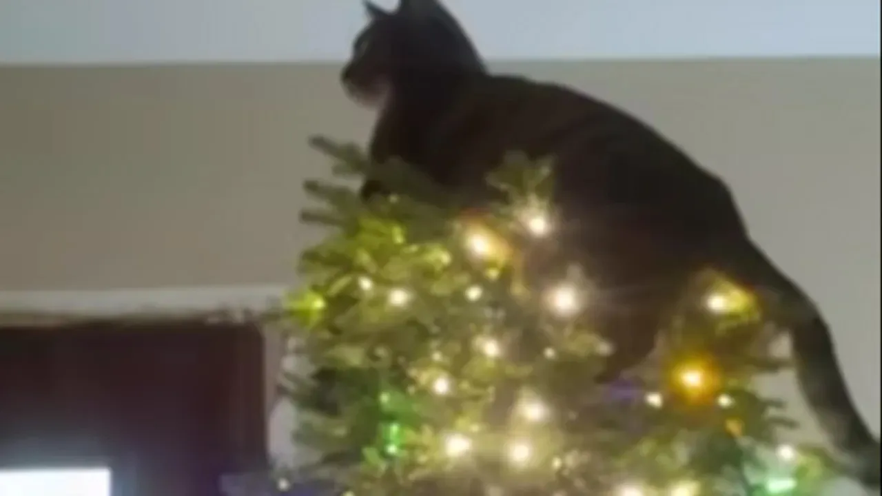 Bengal Cat Takes on Main Character Role, Becoming the 'Star' of Christmas