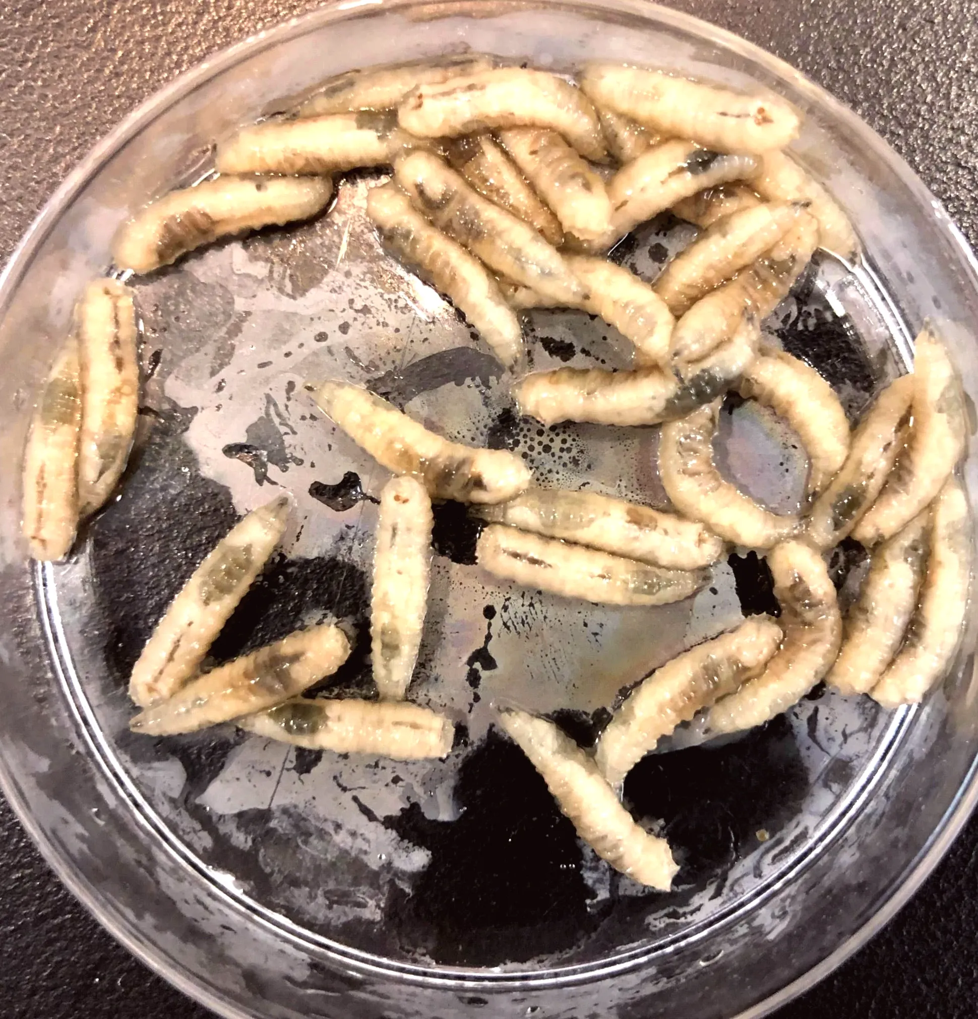 Researchers claim that the DNA of maggots could transform the way death investigations are conducted