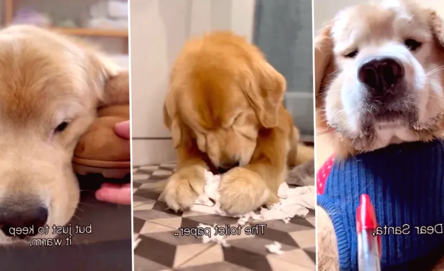 Video: Dog Presents His Case for Being on Santa's 'Nice List'