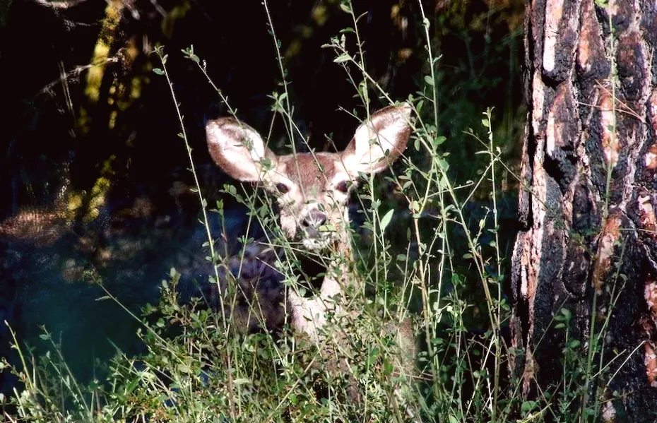 Poachers on ATVs target deer near Pennsylvania elementary school
