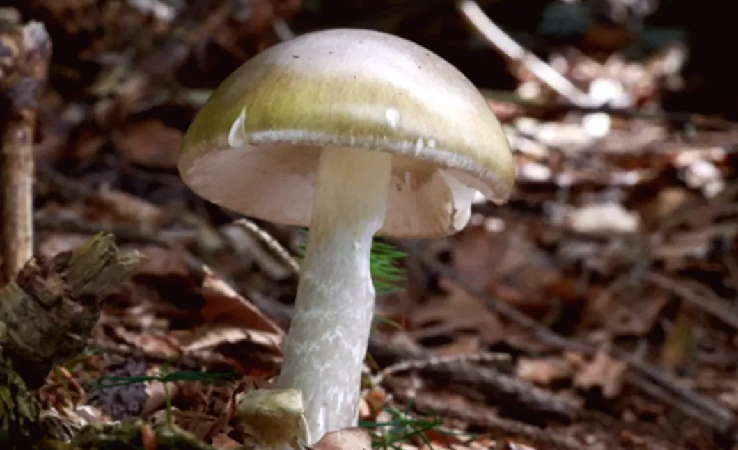 California health officials issue urgent warning to mushroom hunters after deadly poisoning outbreak