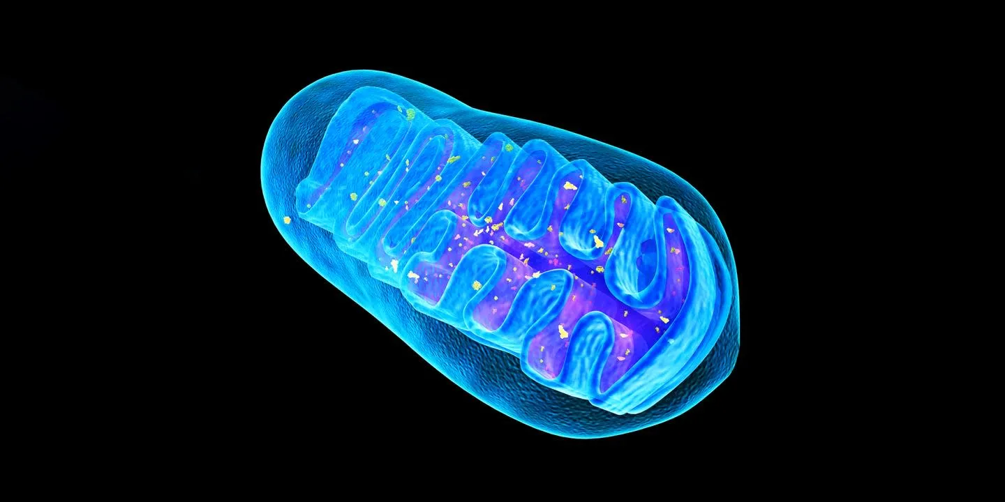 Mitochondria Enhance Overall Body Performance. These Evidence-Based Approaches Boost Their Function.