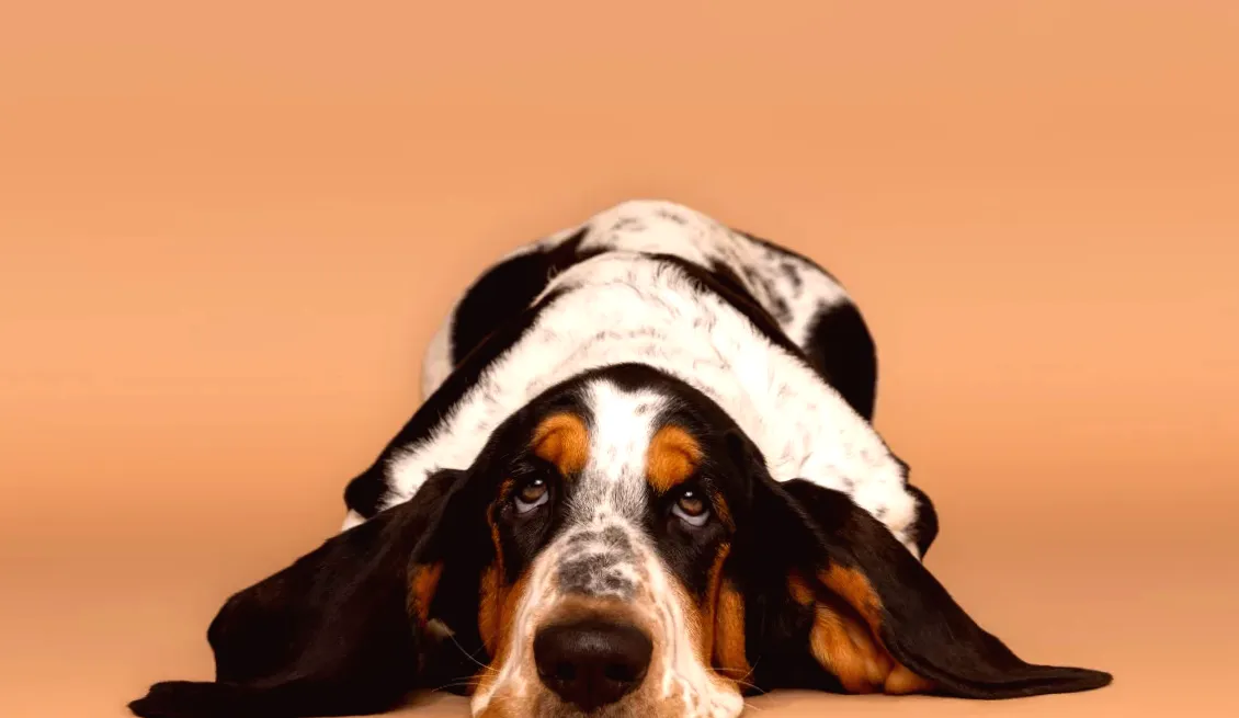 We Can't Look Away as These Baby Basset Hounds Take Their First Steps Outside