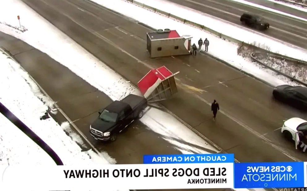 Watch: Trailer with nine sled dogs overturns on Minnesota highway