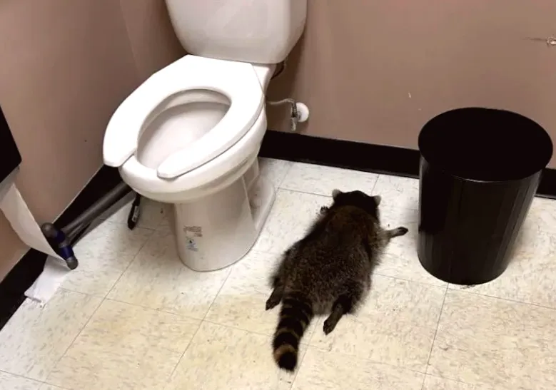 Observation: Raccoon causes chaos in liquor store and falls asleep drunk in bathroom