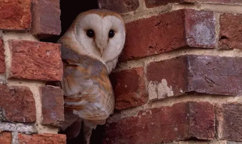 Barn owls successfully raise chick against all odds at reserve