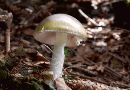 Warning Issued to California Mushroom Hunters about Deadly Poisoning Outbreak
