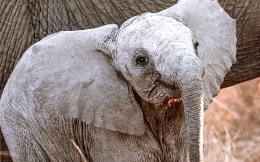 Sweet Birthday Serenade for Baby Elephant on Her First Birthday