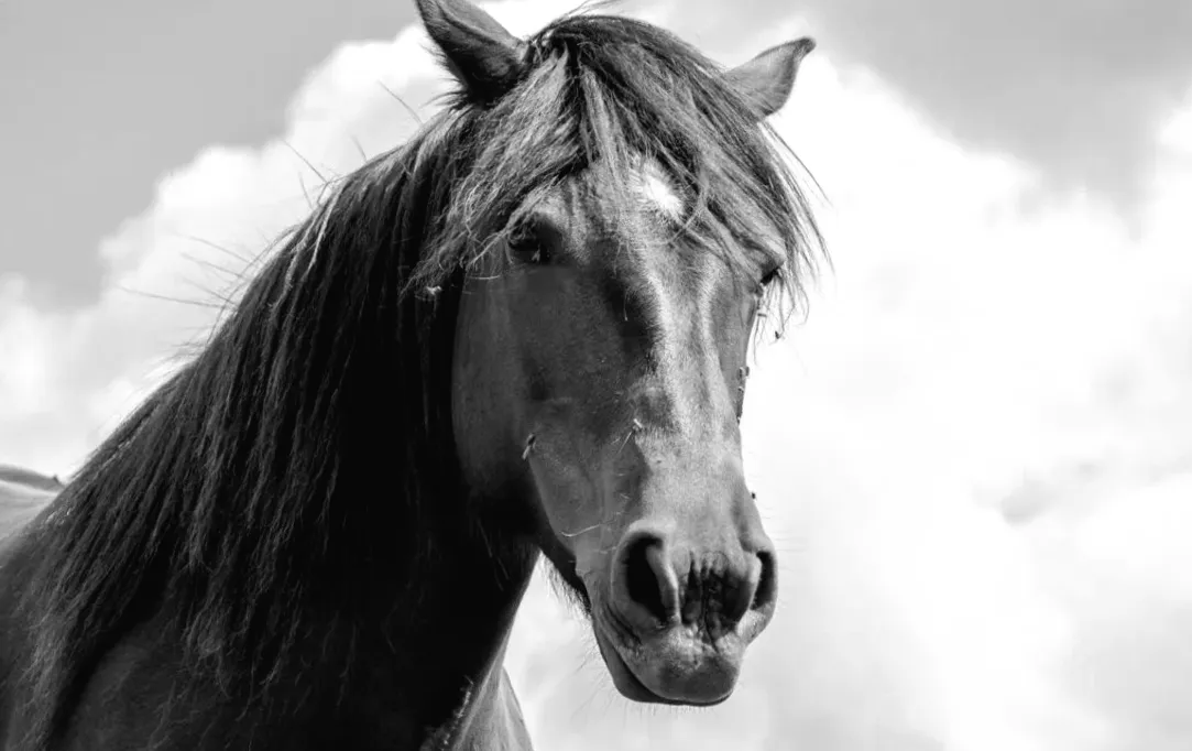 Retired Horse Discovers Talent for Painting, Creates Masterpiece