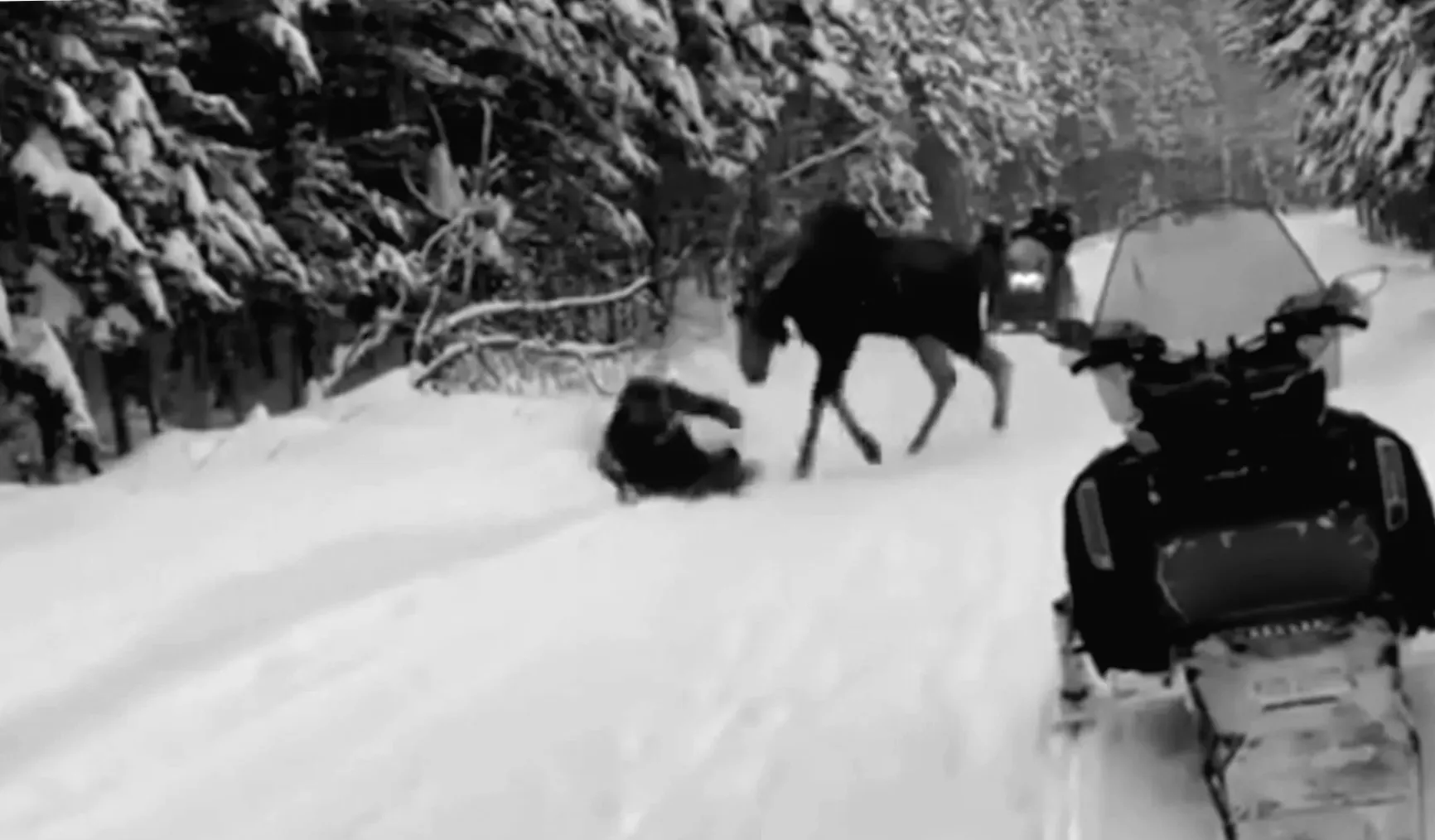 Tourist suffers consequences for approaching moose too closely: 'I can't understand people'