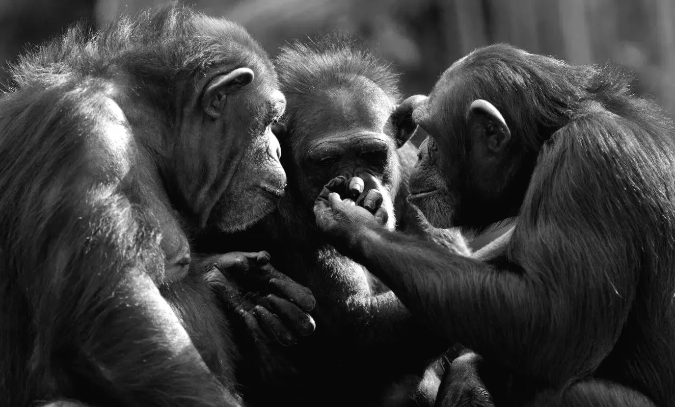 Unexpected Insights from Chimpanzees on Cooperation and Conflict