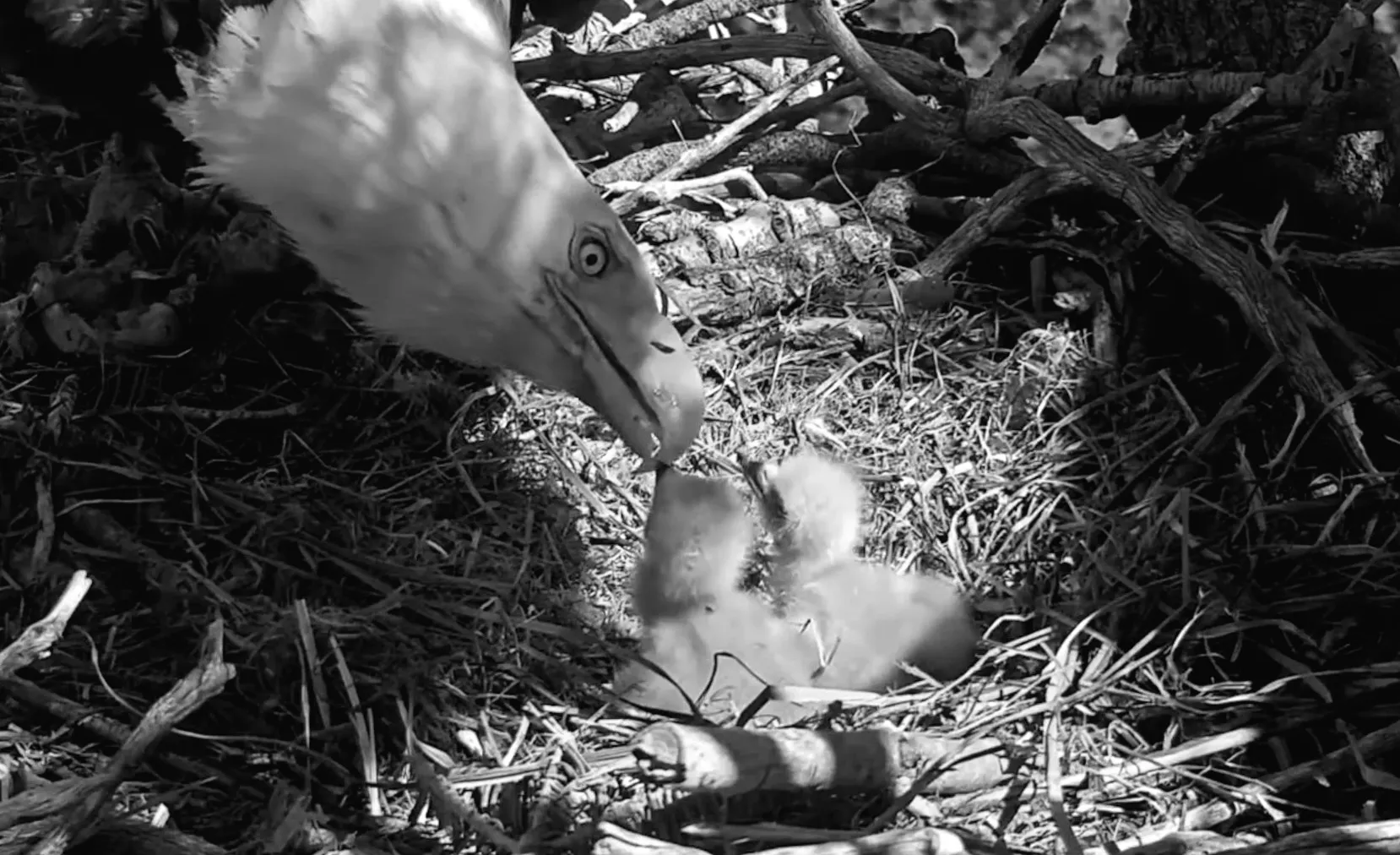 Jackie and Shadow's baby chicks displaying normal behavior by bonking.