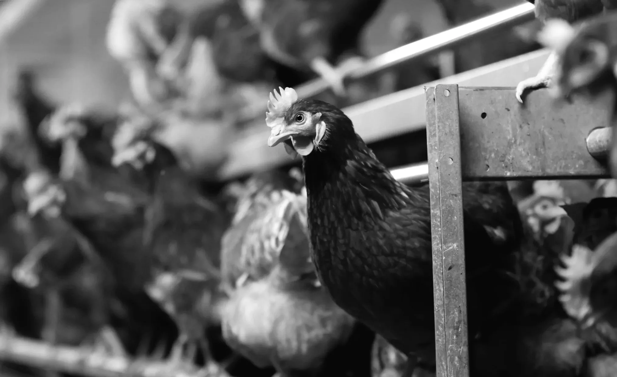 Culling enforced following bird flu detection