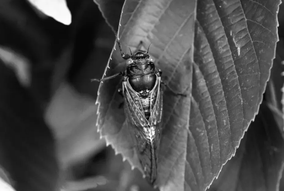 Limited cicada swarms expected in 2026, some states to see stragglers buzzing