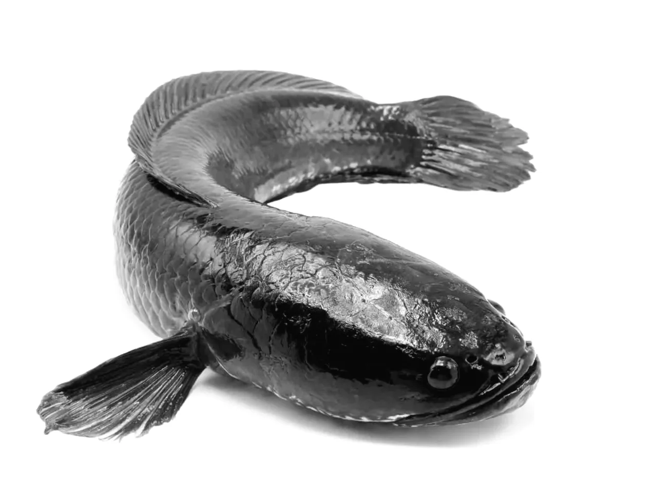 New Tool to Stop Invasive Fish Threatening the Everglades