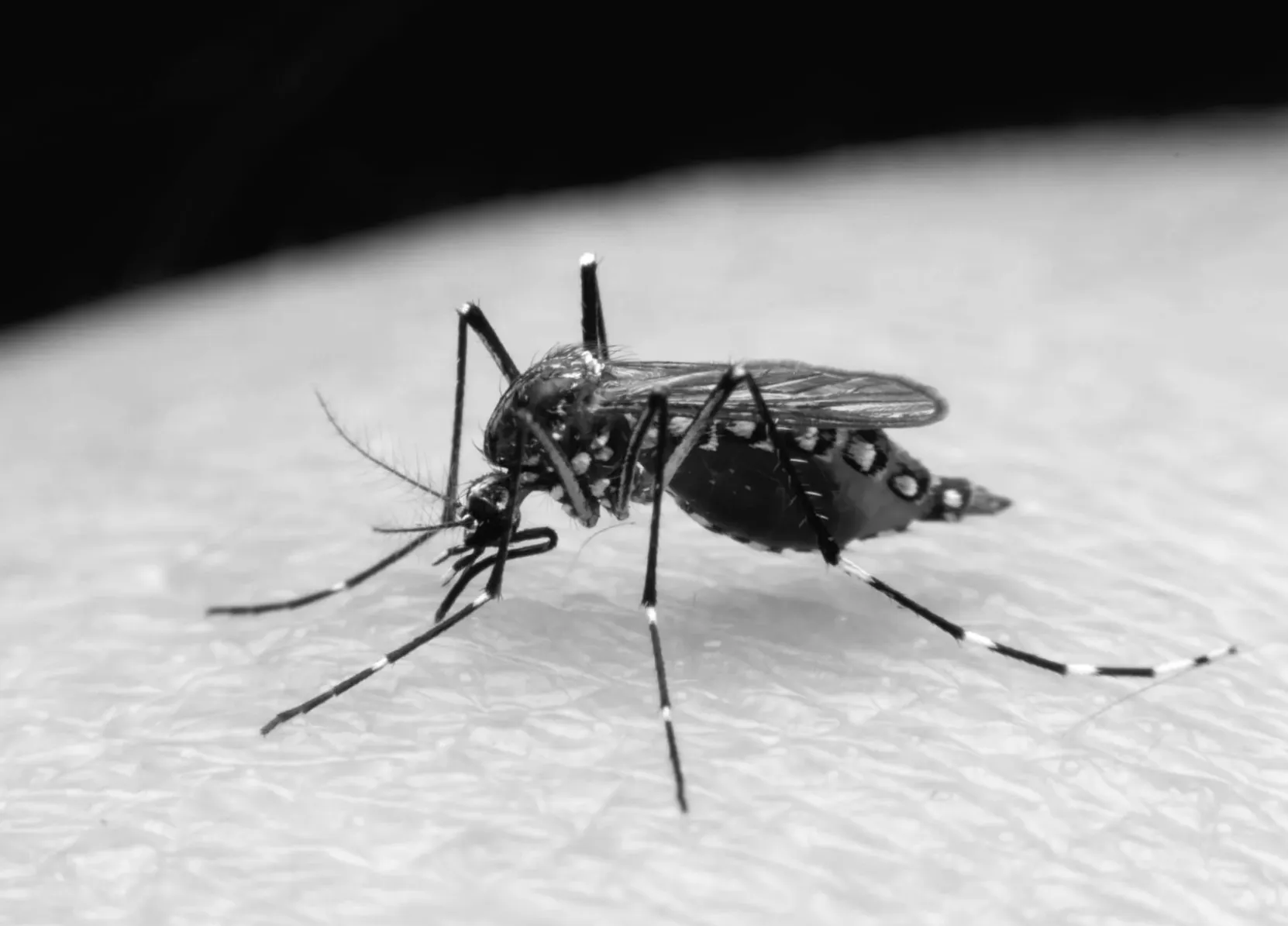 New study shows alarming shift in mosquitoes' behavior: 'A noticeable inclination'