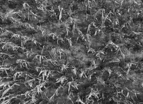 Argentine farmers find relief in rain, but remain concerned about harvest risks.