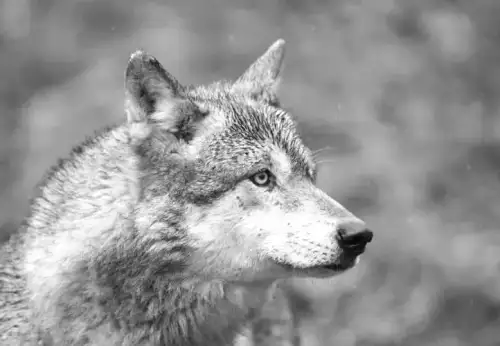 German officials release wolf involved in attack on woman.
