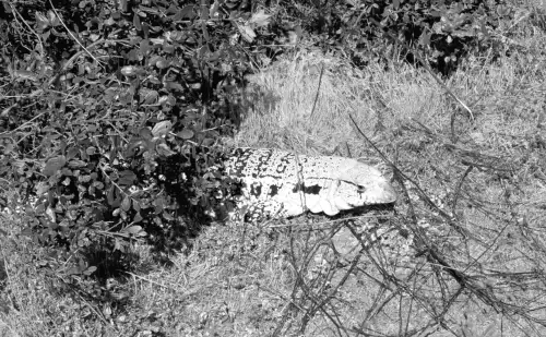 Officials warn hikers about giant invasive lizard in state park: 'Back away if spotted'