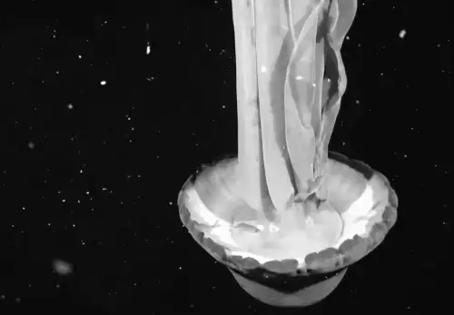 Rare Deep Sea Sighting of Enormous Phantom Jellyfish Leaves Scientists Puzzled