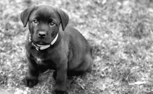 Unlicensed dog breeder ordered to pay £124K or risk imprisonment