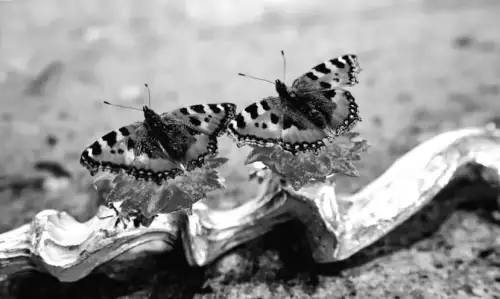 Denmark to explore if gastronomy qualifies as art amidst rise of New Nordic cuisine movement