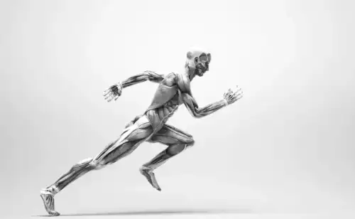 Evidence Suggests Humans Evolved for Running: Body Parts Confirm