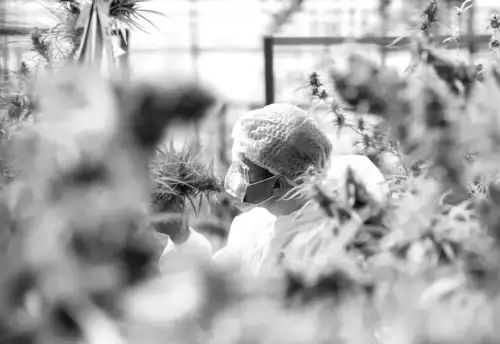 Legalizing cannabis drives innovation, but not always to the benefit of patients or public health.