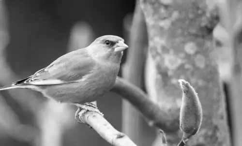 Surrey's blue tit defies national bird study trend