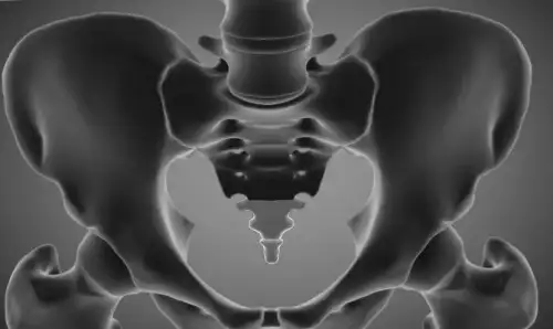 The Evolutionary Purpose of the Human Tailbone: An Explanation from a Biologist