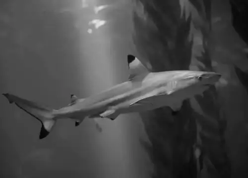 Coastal City Lights Disrupt Sharks' "Sleep Hormone"