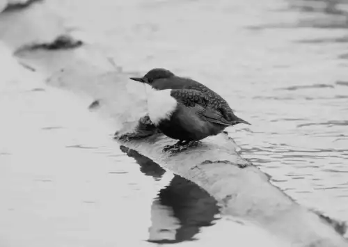 Microplastics discovered in droppings of freshwater birds at various nesting locations