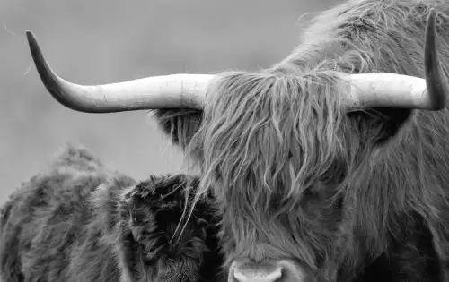 Farmer intervenes to prevent TikTokers from hugging cows