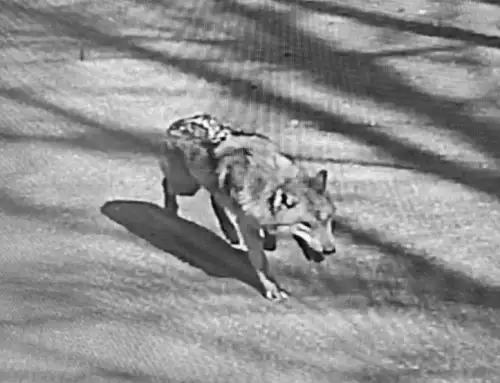 Escapee wolf in South Korea sparks meme coin creation and presidential worry