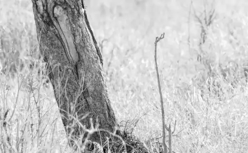 Officials rejoice as species believed to be extinct is born: 'A powerful new beginning'