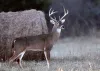 Authorities in North Carolina caution about increasing incidents of dangerous deer attacks in the state