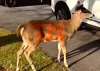 Pennsylvania Game Warden Issues Warning After Deer Found with 'Pet' Painted on Its Body and Showing 'No Fear' of Humans