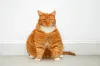 Company launches clinical trial of GLP-1 implants for weight loss in cats